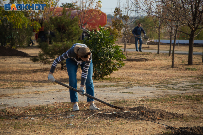 Город зовут озеленять: морозовчан приглашают массово сажать деревья
