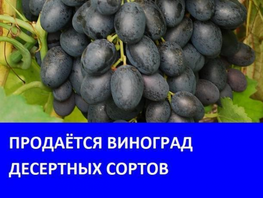 Продается виноград в Морозовске