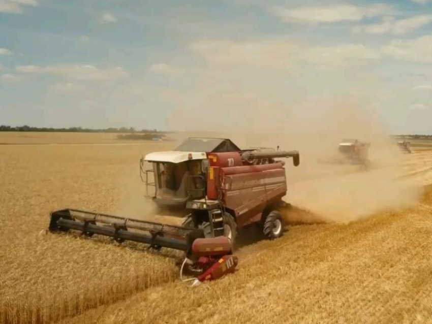 Урожай-2019: почти 200 тысяч тонн зерна собрали в Морозовском районе