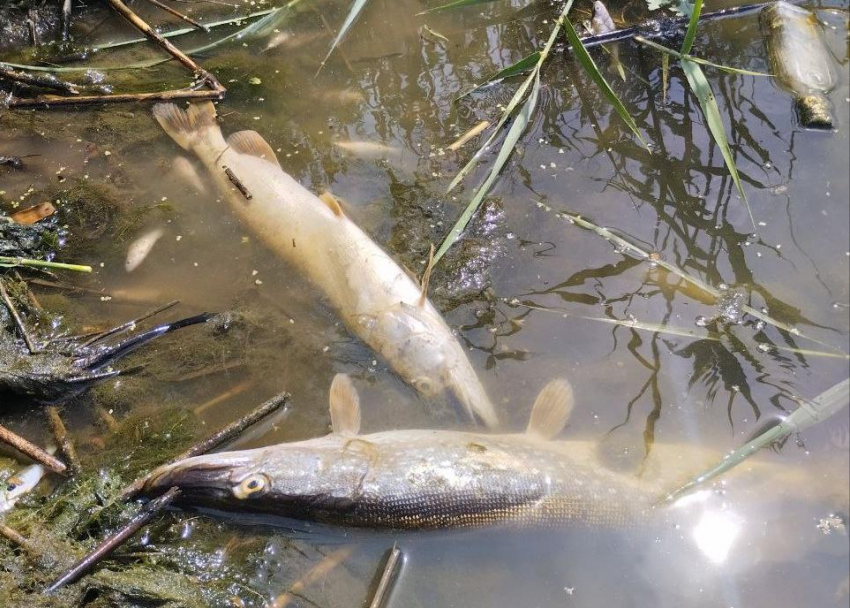 Причиной гибели рыбы в реке Быстрая в Морозовске в очередной раз «назначили» природный замор