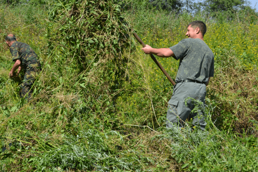 30 килограммов дикорастущей конопли уничтожили на территории Костино-Быстрянского сельского поселения