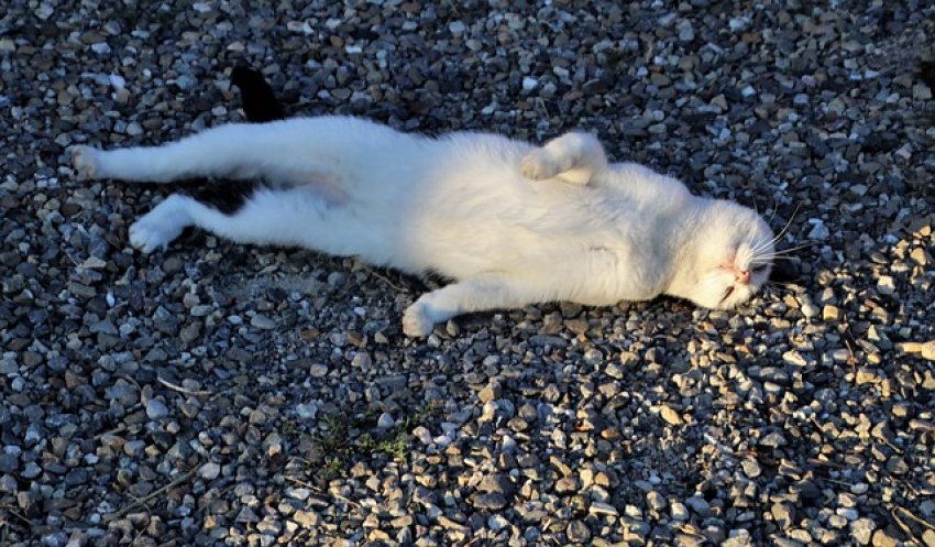 +37, но пасмурно будет в Морозовске в понедельник