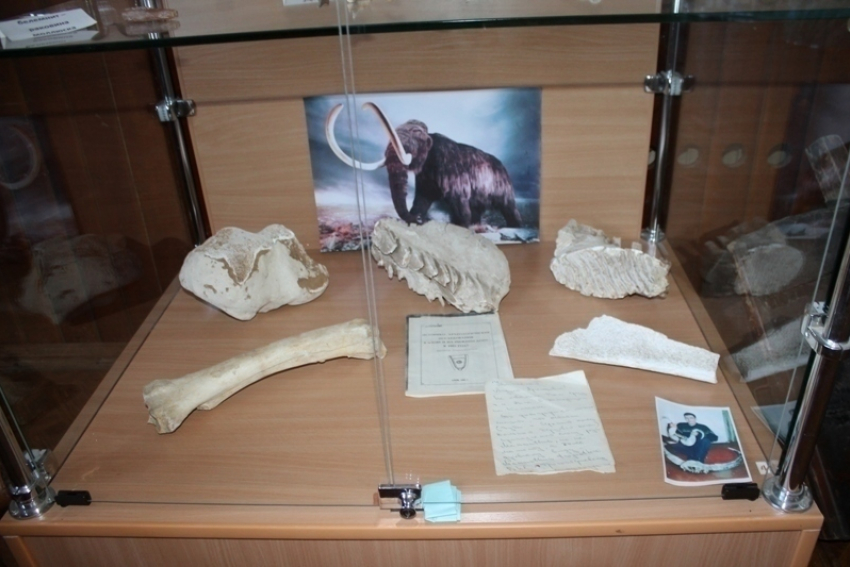Кости мамонта увидели второклассники в Морозовском краеведческом музее
