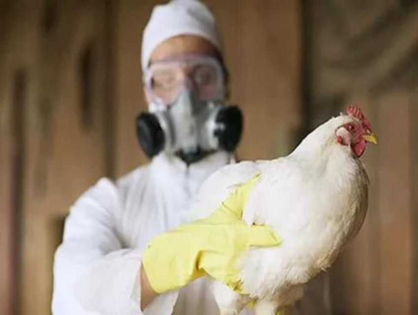 Как действовать период угрозы распространения гриппа птиц объяснил заведующий сектором предупреждения ЧС в Морозовске