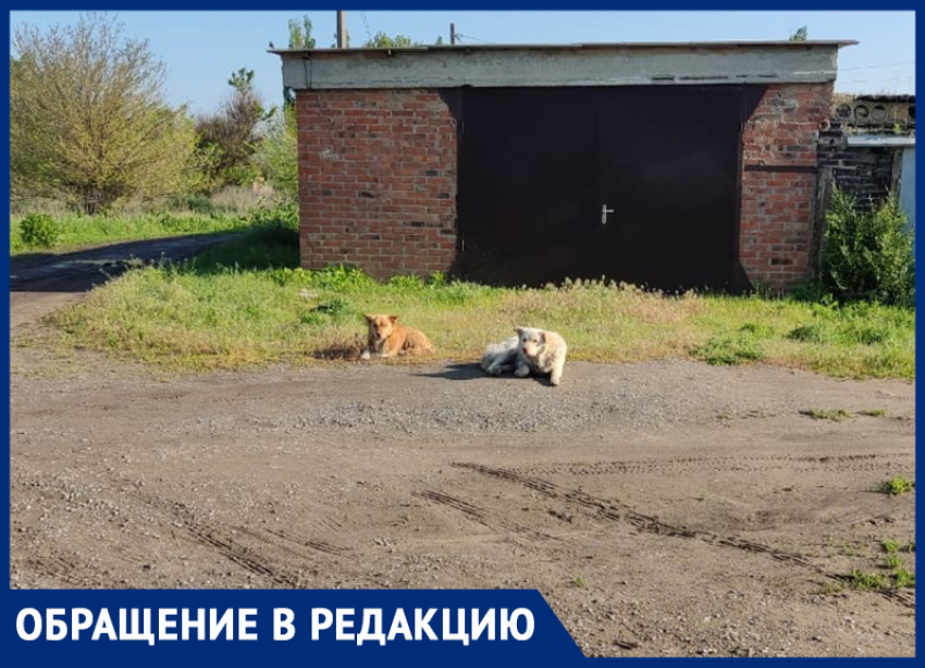 Собаки напали на 10-летнего мальчика в Морозовске и не укусили только потому, что его защитил папа