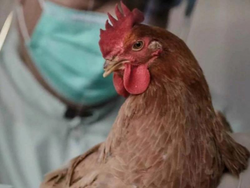 Более 230 тысяч домашних птиц было привито от гриппа на Дону к началу марта