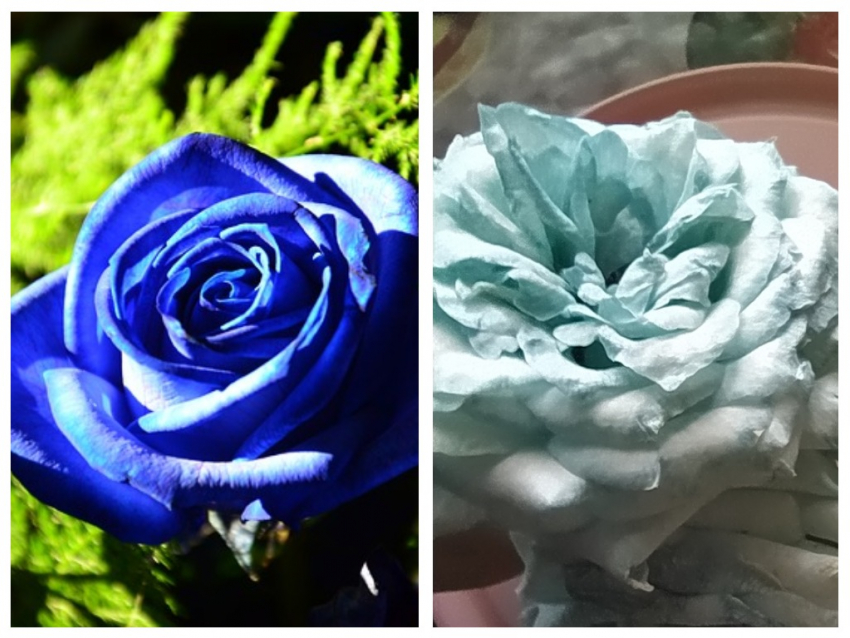 Эксперимент «Синяя роза своими руками» по советам из Интернета: результат получился неожиданный
