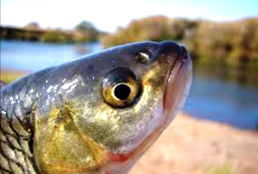 Вопрос-ответ: Почему в Морозовске на реке Быстрой гибнет рыба?
