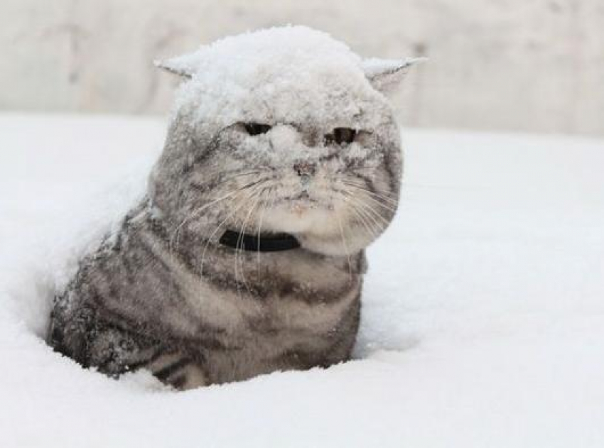 Снег в Морозовске может пойти уже в ночь с воскресения на понедельник