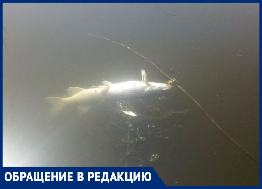 Рыба в реке Быстрой всплыла возле дач в Морозовске