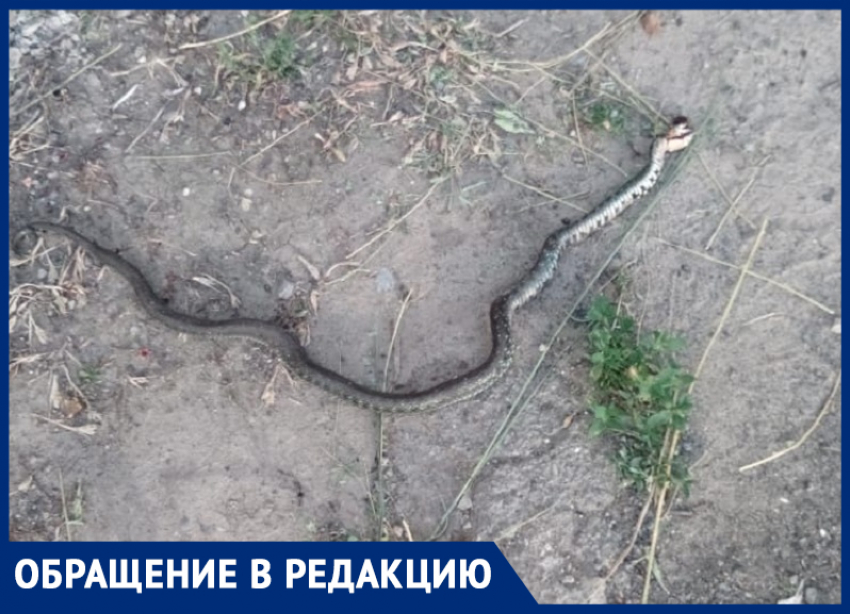 В нескошенной траве на улице Халтурина завелись змеи! - морозовчанка