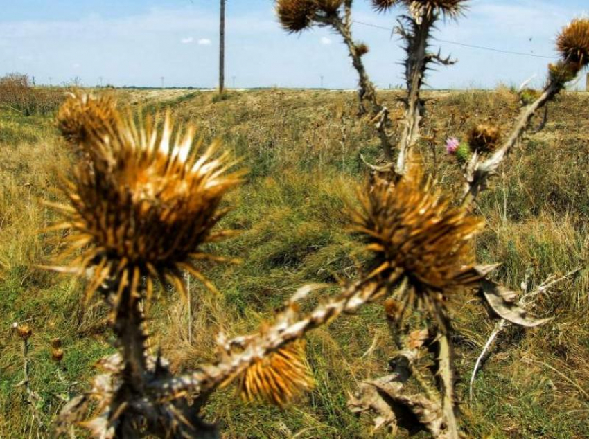 Нарушение правил землепользования выявлено специалистами Россельхознадзора в Морозовском районе