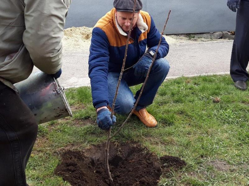 «Сад Памяти»: из-за пандемии коронавируса всероссийская акция в Морозовске прошла ограниченным кругом