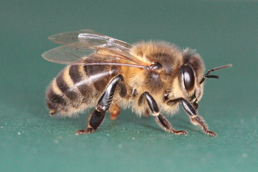 Пчеловодов хуторов Морозов и Веселовка в Морозовском районе предупредили о предстоящей обработке полей пестицидами