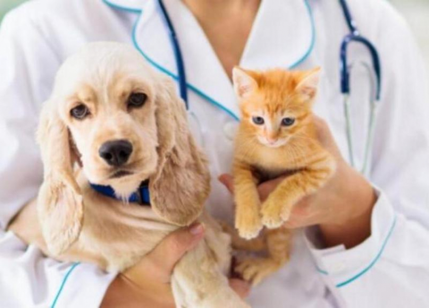 Очередной день льготной стерилизации кошек и собак пройдет в Морозовске 25 августа