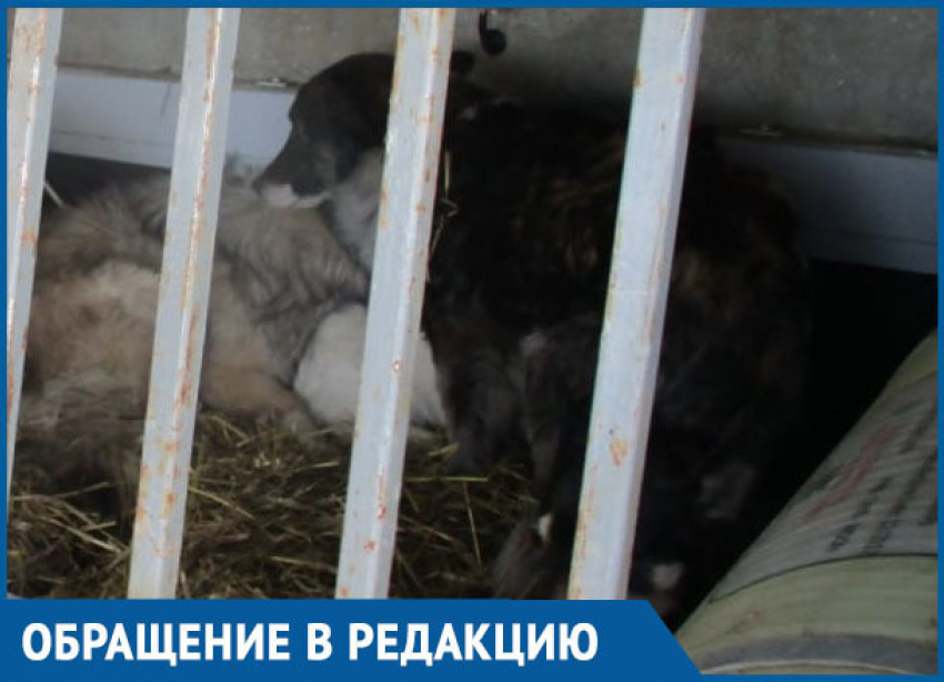Отлов собак в Морозовске по заявлениям одних жителей вызвал сильное возмущение других