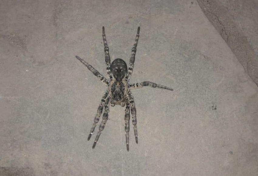 Похожего на астраханского тарантула паука обнаружила во дворе морозовчанка