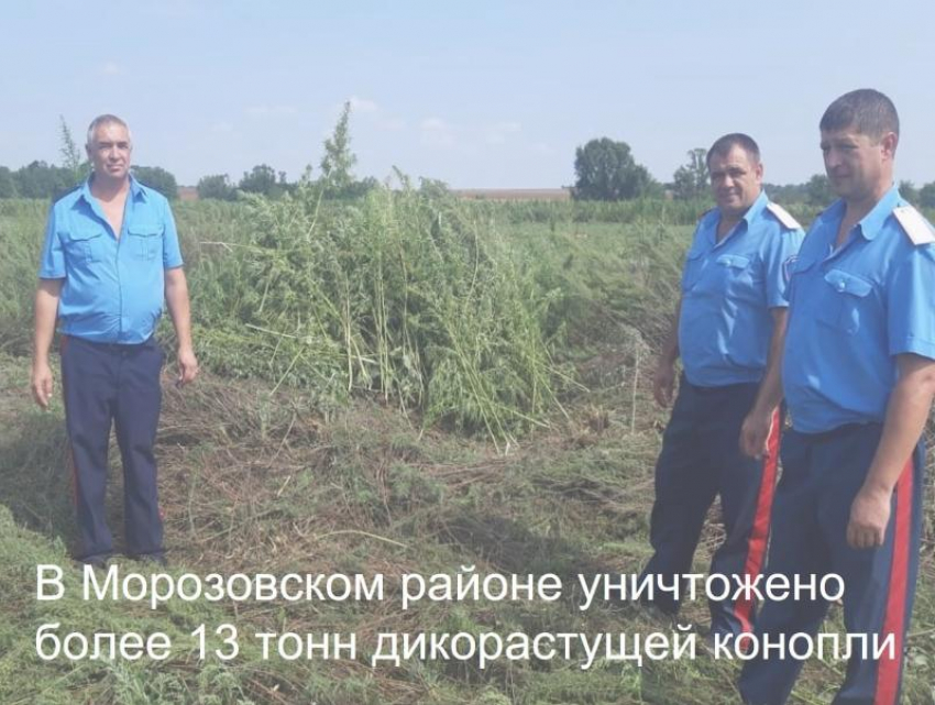 Более 13 тонн дикорастущей конопли уничтожили на территории Вольно-Донского сельского поселения