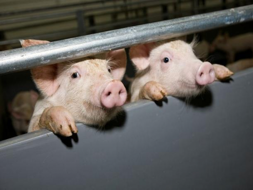 Мяса в Морозовском районе стало меньше из-за вспышки африканской чумы свиней