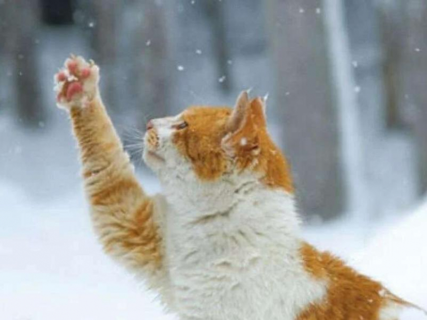 Понижение температуры воздуха и лишь небольшой снег прогнозируют морозовчанам в пятницу