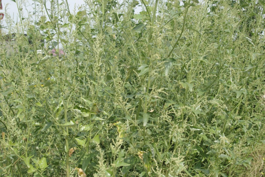 22 протокола выписали жителям Морозовского района за нарушение правил благоустройства и содержания животных