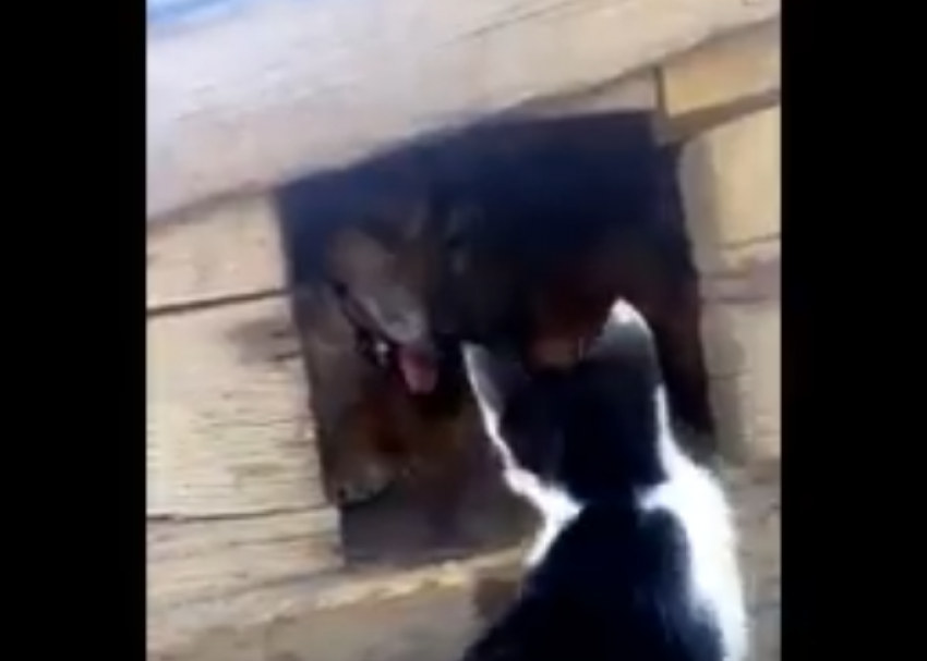 Дерущегося с цепной собакой котенка сняли на видео в Морозовске