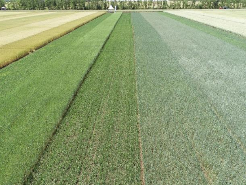 46 сортов пшеницы показали на Дне поля в Морозовском районе