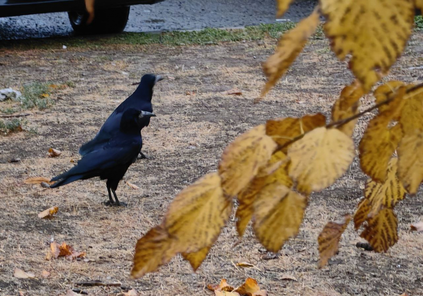 Мокро и холодно будет сегодня в Морозовске