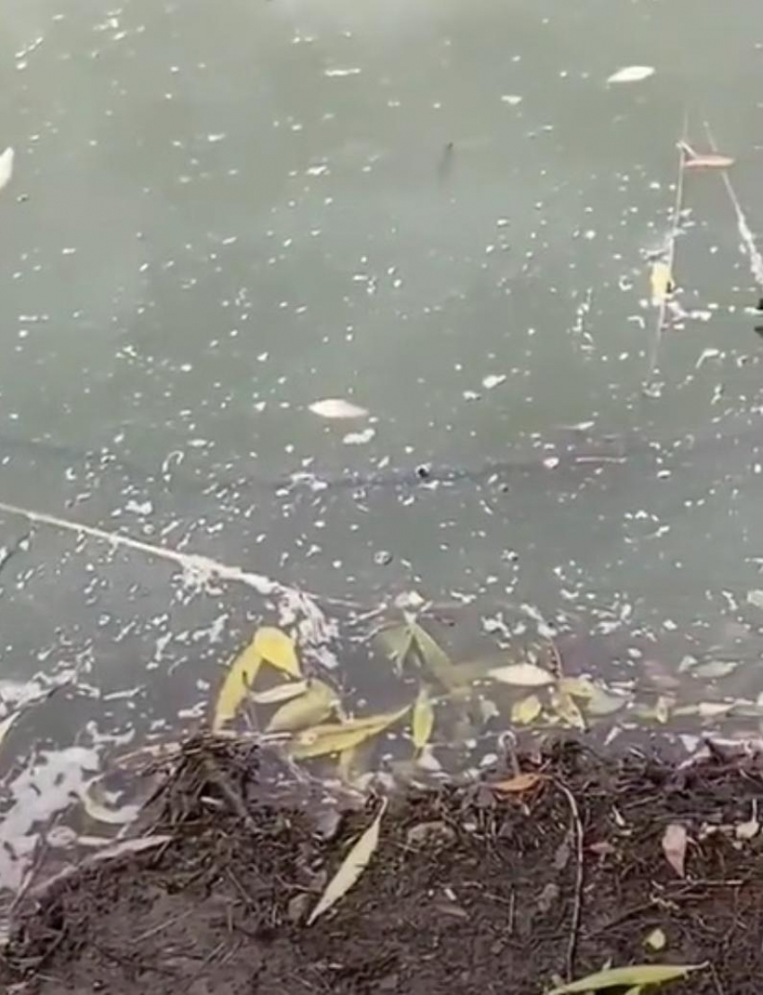 Рыба дохнет прямо на глазах: читатель «Блокнота Морозовска» показал на видео, что сейчас происходит на реке Быстрой