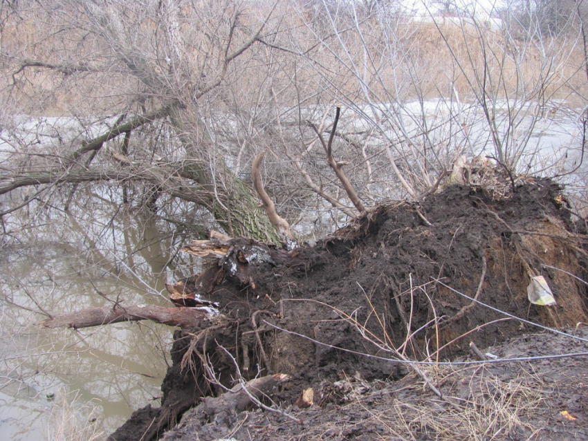 В Морозовске  над Быстрой повисло упавшее дерево