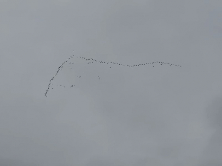 Над Морозовском заметили косяк уток: тёплая осень уступает место зиме