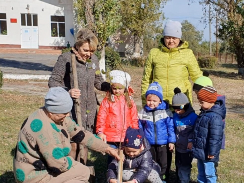 Более 700 саженцев деревьев высадили в Морозовском районе в рамках осеннего Дня древонасаждения