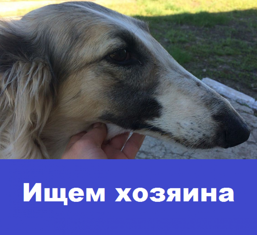 Ищем прежнего или нового хозяина для борзой