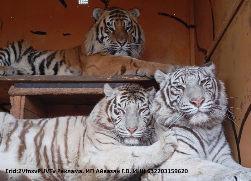 Белые тигры, чёрная пантера и другие звёзды зоопарка «Леон» в Морозовске
