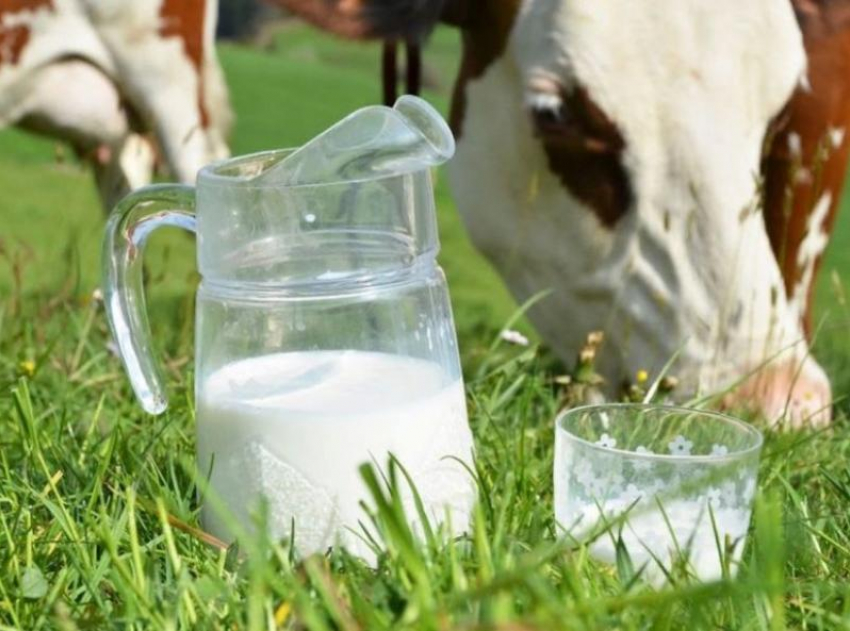 Молочная ферма на 700 голов скота начнет работать в Морозовском районе до конца года