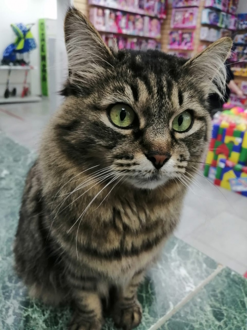 Пропала кошка Аннушка из магазина «Семья"