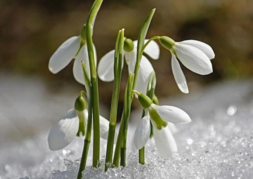 Во-весеннему теплую погоду обещают морозовчанам в праздничный день 23 февраля