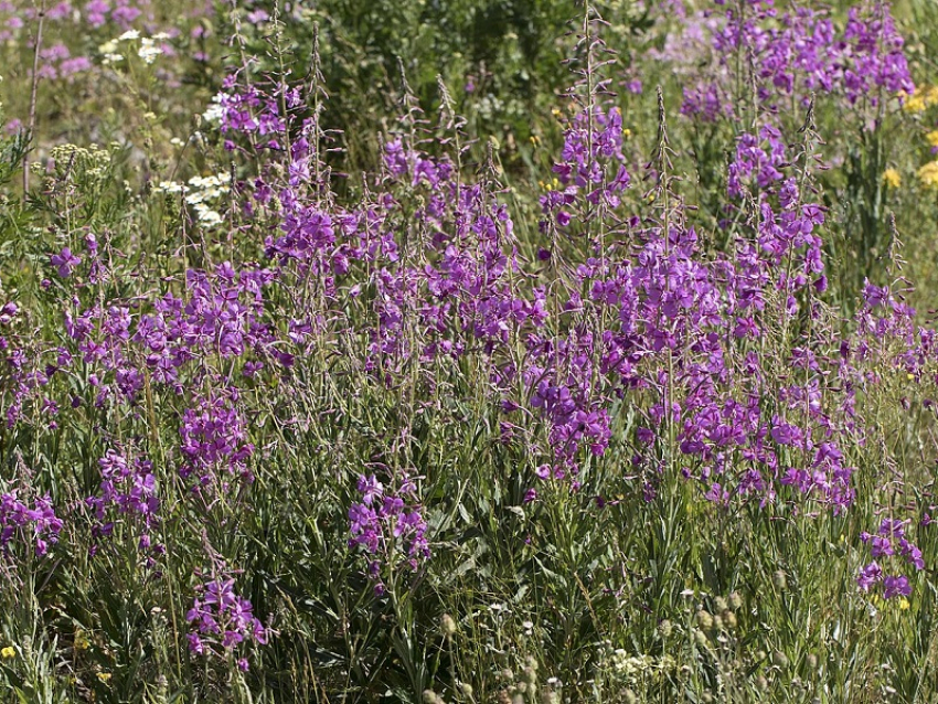 Чай буквально под ногами: что за удивительное растение можно найти в окрестностях Морозовска