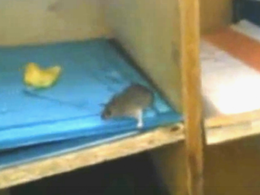 Шокирующее видео о мышином беспределе в Морозовске попало в Сеть