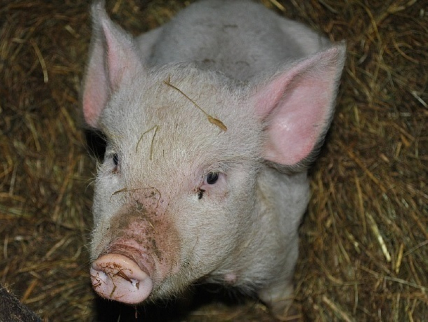 Двух умерших от вируса африканской чумы свиней нашли возле Морозовска 
