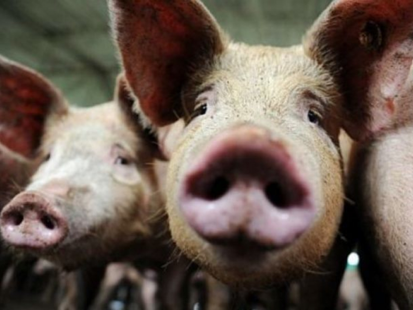 Режим «Чрезвычайной ситуации» ввели на территории Морозовска из-за вируса африканской чумы свиней