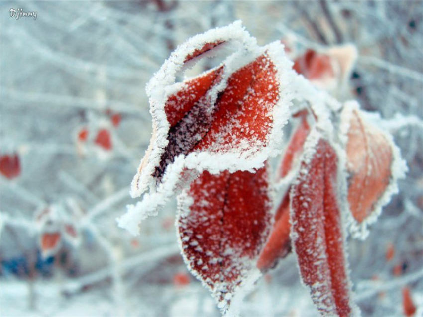 Первый день февраля в Морозовске окажется относительно тёплым и без осадков