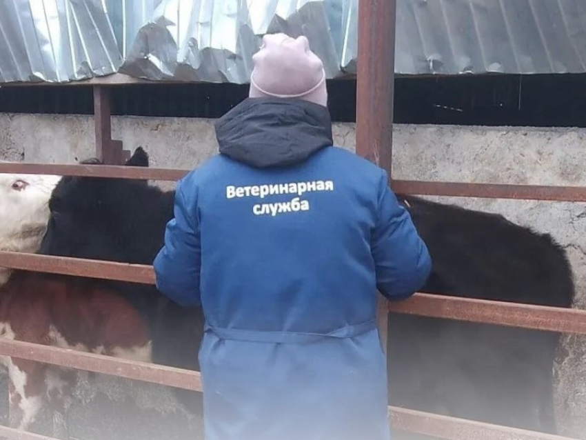 В Морозовском районе началась массовая проверка и вакцинация животных