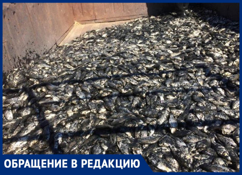 Жители хутора Александров в Морозовском районе спасли 11 тонн рыбы из пересыхающего пруда, нужна срочная помощь
