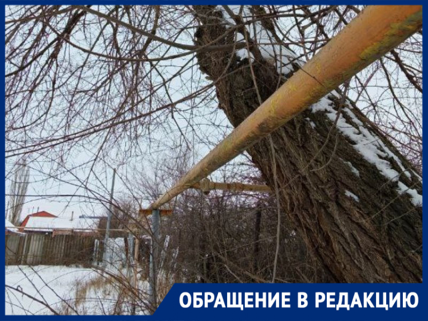 «Если рухнет - весь двор останется без газа»: морозовчане бьют тревогу из-за опасного дерева у жилого дома