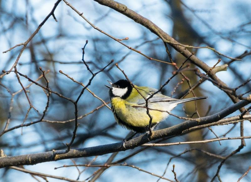 Потепление до +8 градусов обещают морозовчанам в конце недели