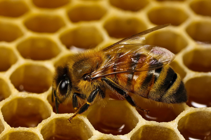 Пчеловодов предупредили об обработке полей в Морозовском районе с 22 апреля по 30 апреля