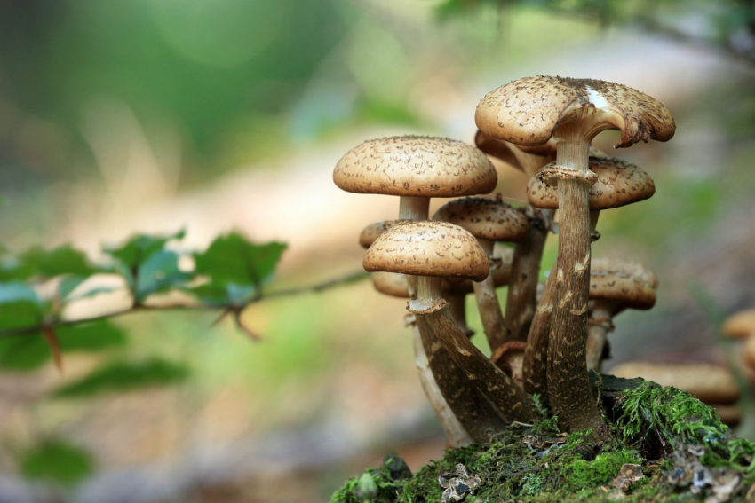 Будьте предельно осторожны: Полностью съедобных дикорастущих грибов в Ростовской области нет