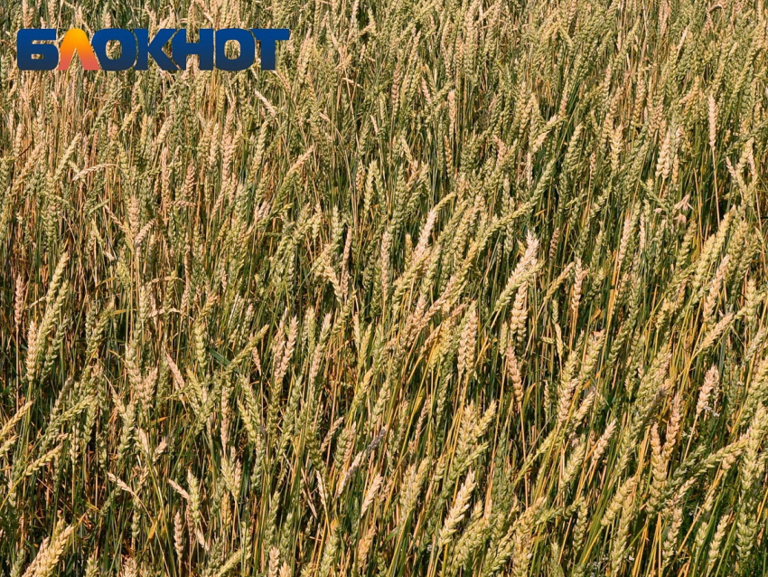 В Морозовском районе завершена уборка ранних зерновых и зернобобовых культур