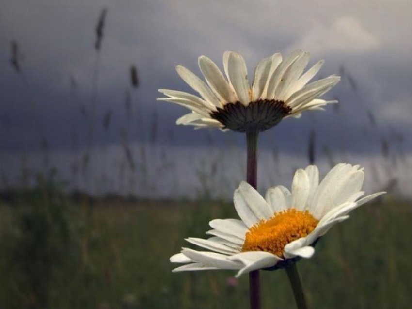 Пасмурно, но без осадков будет в Морозовске в субботу, 13 июня